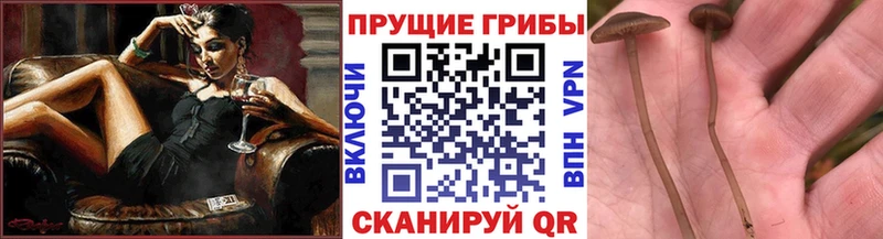 Псилоцибиновые грибы мицелий  цена   Княгинино 